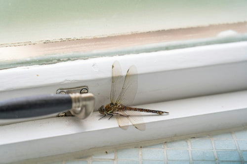 Dragonfly Pen Guide: What It Is and Best Options