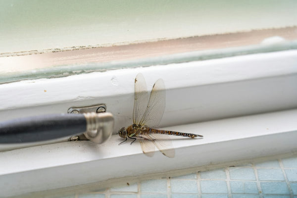 Dragonfly Pen Guide: What It Is and Best Options