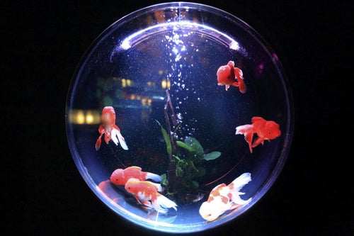 Aquarium Bubble Strips: What They Are & If You Need One