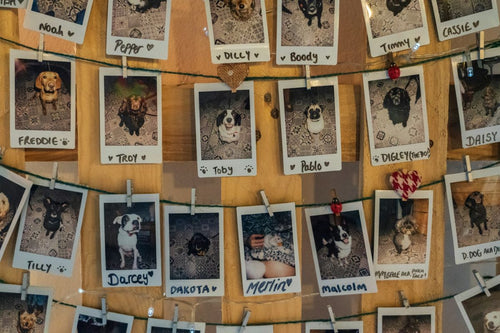 Pets United: Understanding the EU Pet Travel Scheme