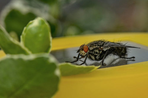 Automatic Insect Flycatcher: How They Work & Who Needs One