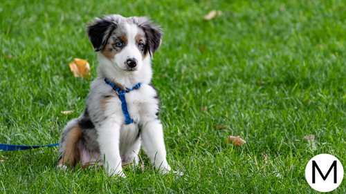Puppy Love: Must-Have Dog Products for Every Pet Owner