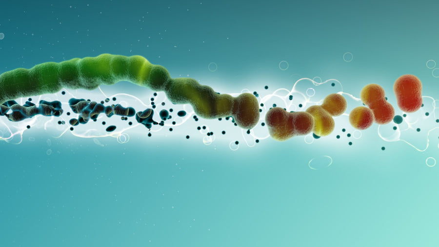 Ancient Sea Worm Awakens: 500-Million-Year-Old ‘Dune’ Monster Shakes the World of Science!