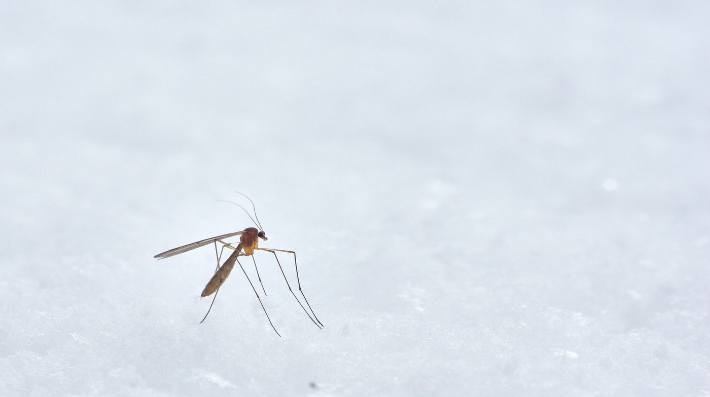Here Is Why Mosquitoes Bite You and How to Protect Yourself