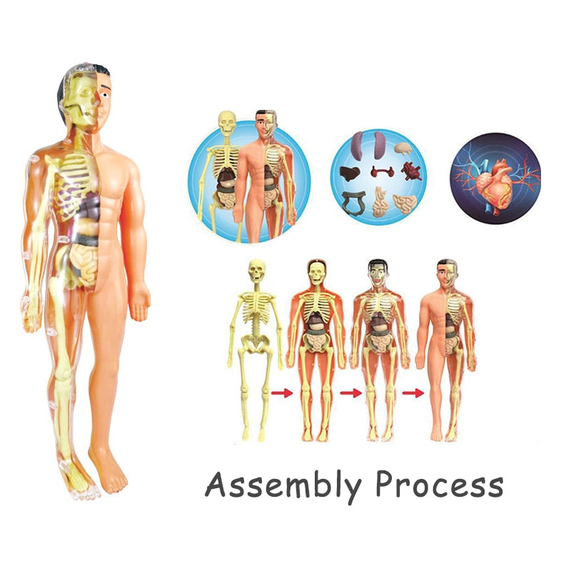 Educational Human Body Interactive Toy