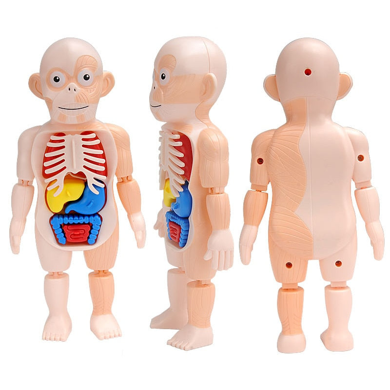 Educational Human Body Interactive Toy