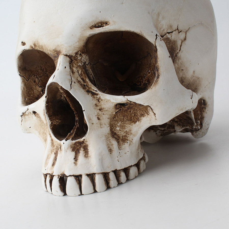 Impressive Realistic Skull Flower Vase - Image 13