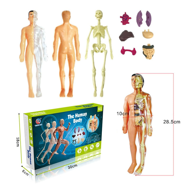 Educational Human Body Interactive Toy