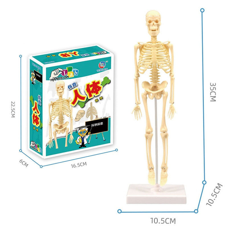 Educational Human Body Interactive Toy - Image 4