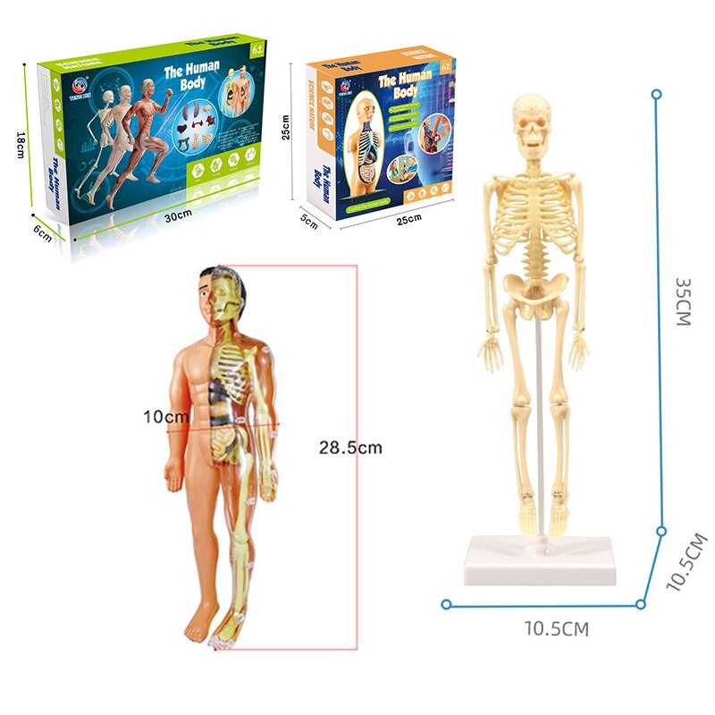 Educational Human Body Interactive Toy