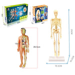 Educational Human Body Interactive Toy