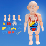 Educational Human Body Interactive Toy