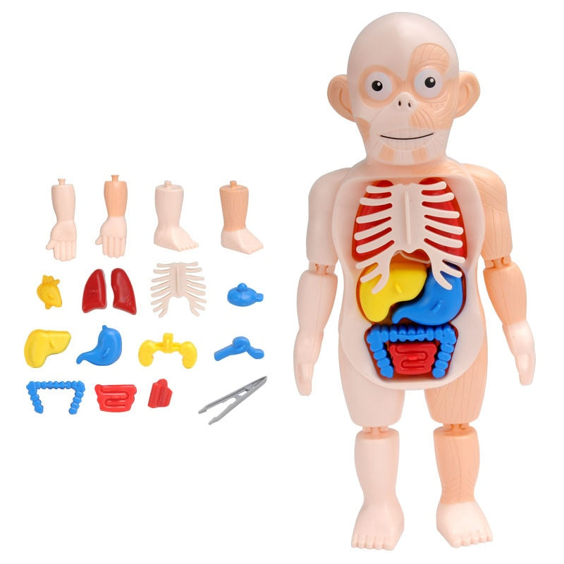 Educational Human Body Interactive Toy