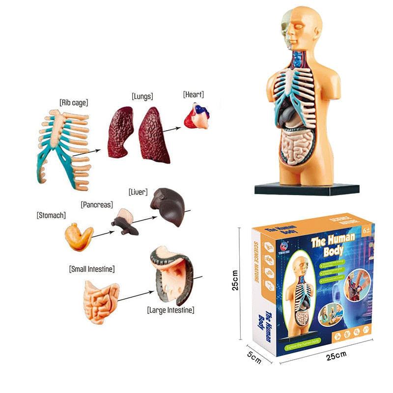 Educational Human Body Interactive Toy - Image 9