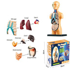 Educational Human Body Interactive Toy