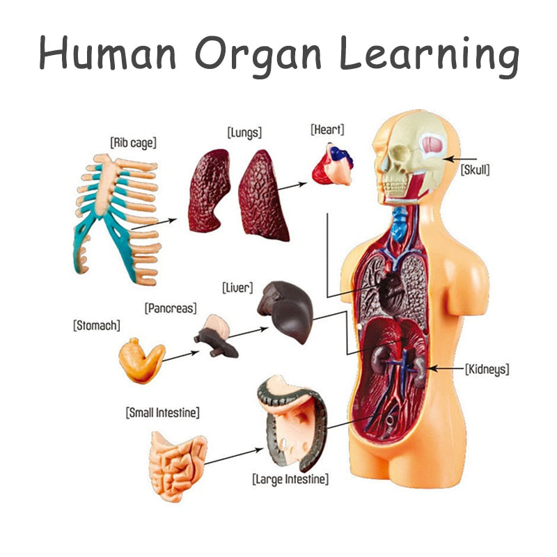 Educational Human Body Interactive Toy