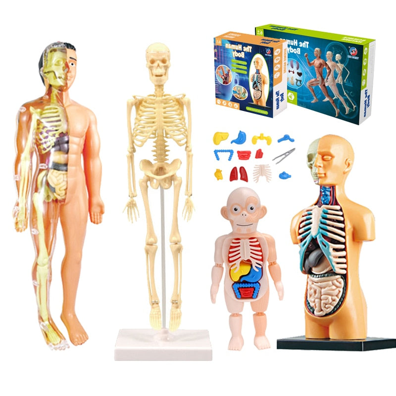 Educational Human Body Interactive Toy