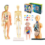 Educational Human Body Interactive Toy