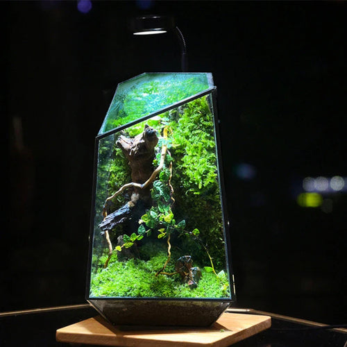 Modern Geometric Nature-Inspired Botanical Terrarium - Image 0