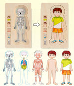 Anatomy Explorer Interactive Human Body Toy