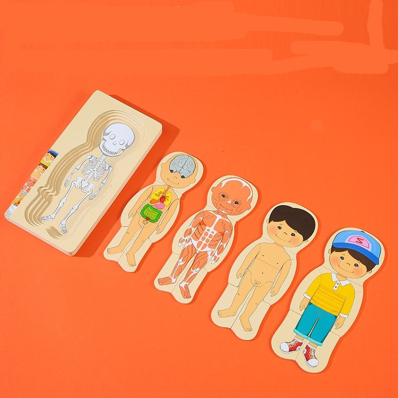 Anatomy Explorer Interactive Human Body Toy - Image 2