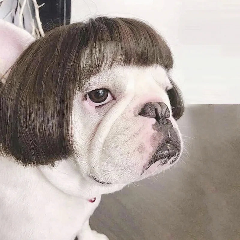 Auntie Style Funny Pet Wig - Image 6