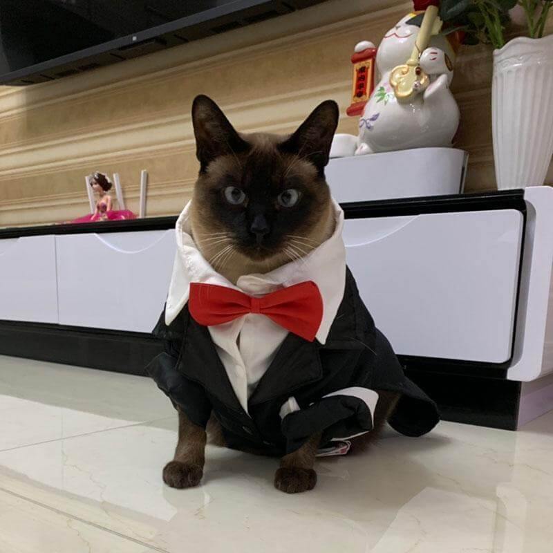 Pet Suit Costume - Image 1
