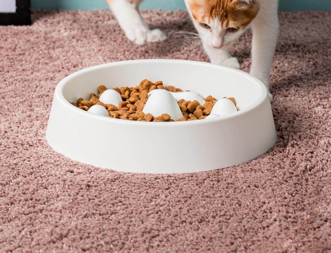 Modern Pet Slow Food Bowl