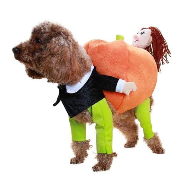 Dog Pumpkin Costume - Image 5