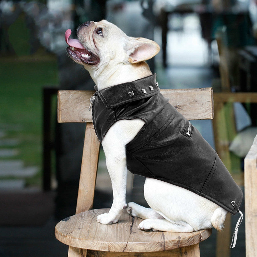 Cool Cute Leather Pet Jacket - Image 0