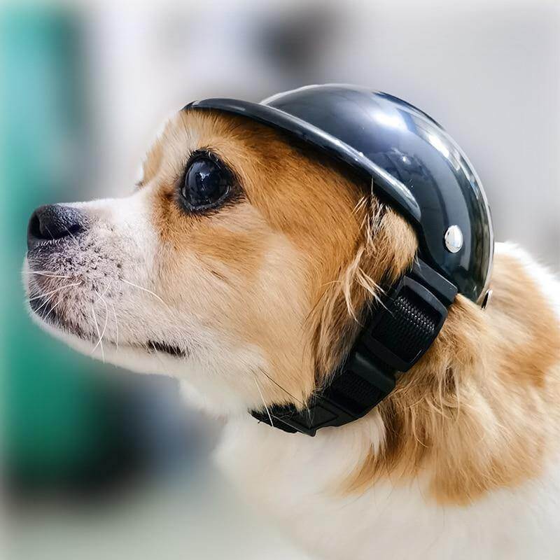 Cool Pet Fashion Helmet & Riding Cap