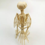 Skeleton Pet Figurines