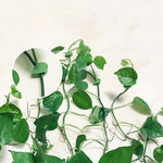 10pcs Leaf Shape Self-Adhesive Hook