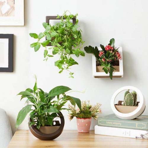 2 Pcs/Lot Wall Hanging Plant Pot - Image 0