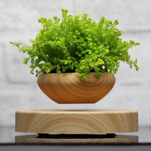 Levitating Indoor Air Plant - Image 0