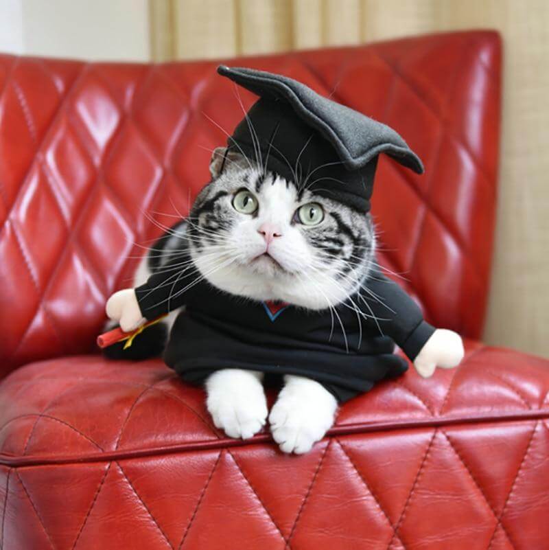 Pet Professor Costume - Image 5