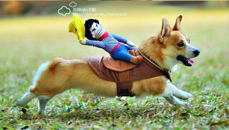 Riding Horse Dog Costume - Image 2