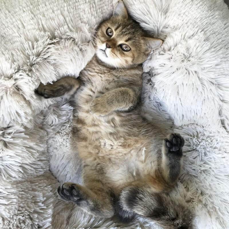 Super Soft Pet Bean Bag - Image 3