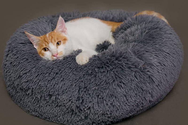 Super Soft Pet Bean Bag - MaviGadget