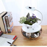 Creative Ecological Mini Fish Tanks - MaviGadget