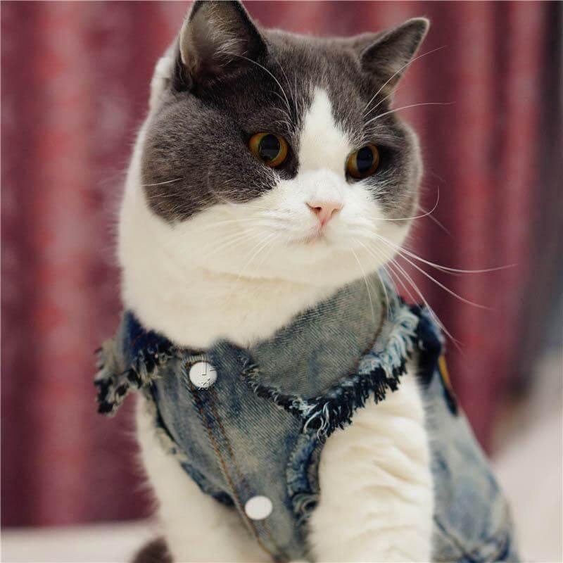 Pet Cowboy Jean Jacket - Image 4