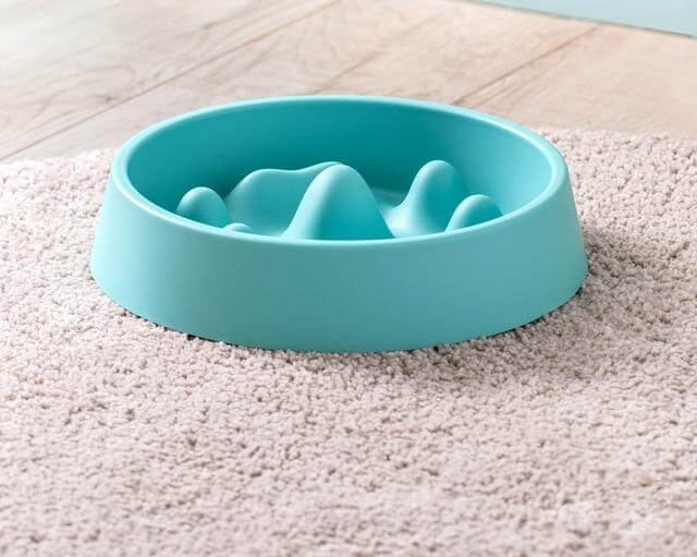 Modern Pet Slow Food Bowl