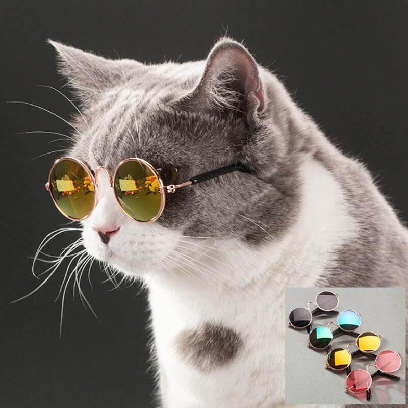 Pet Cat Little Cool Glasses - Image 0