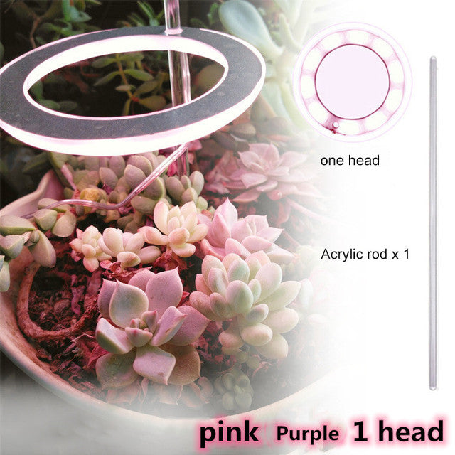 1 head Pink Purple