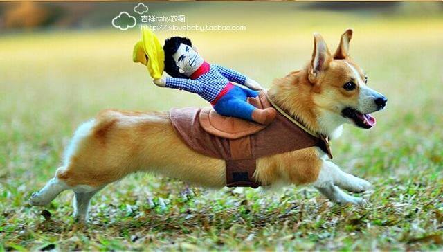 Riding Horse Dog Costume - MaviGadget