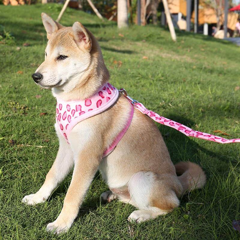 Pet Dog Adjustable Collar - MaviGadget